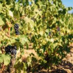 היין בפורטוגל